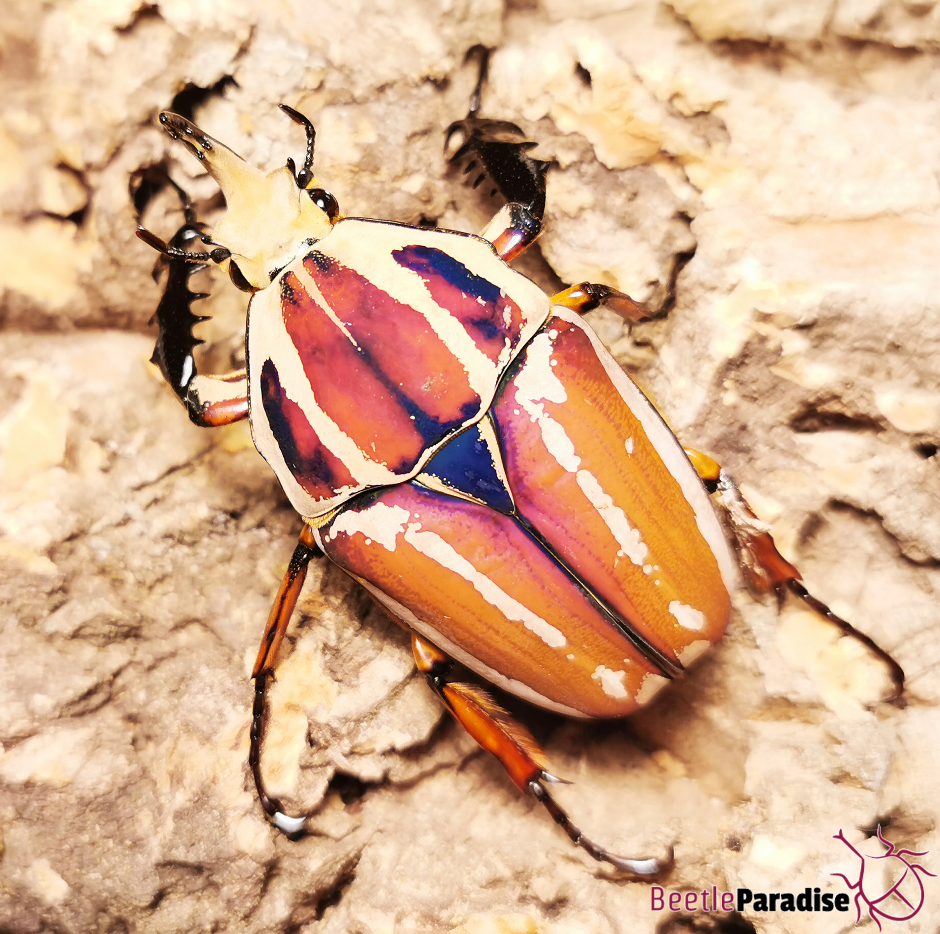mecynorrhina torquata